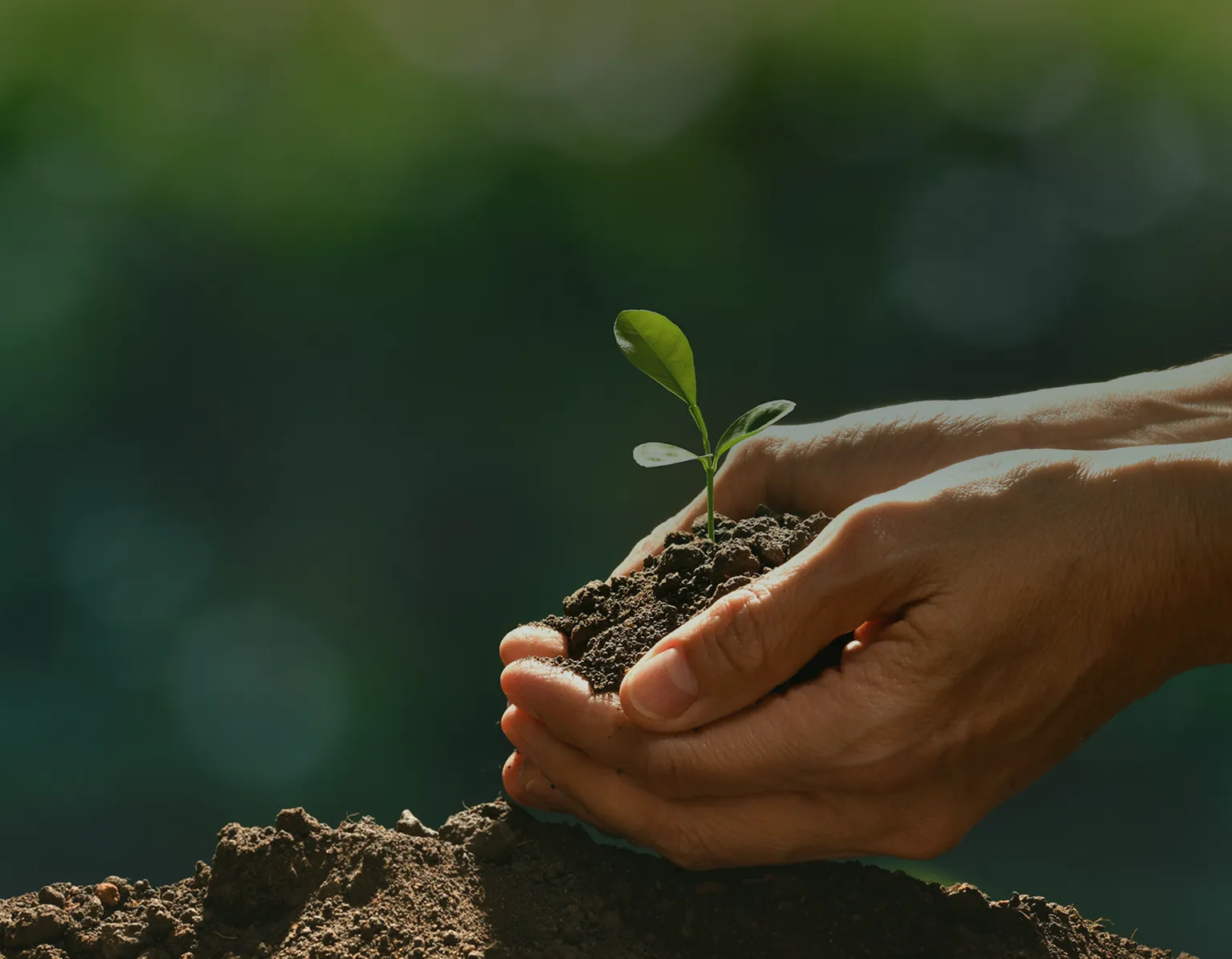 Apoyo en la transición a una económia baja en carbono